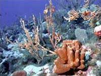 Find treasures of creatures under the sea images 2