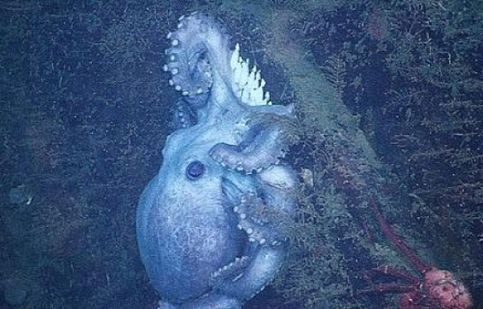 Picture 1 of Finding an incubating octopus species for more than 4 years