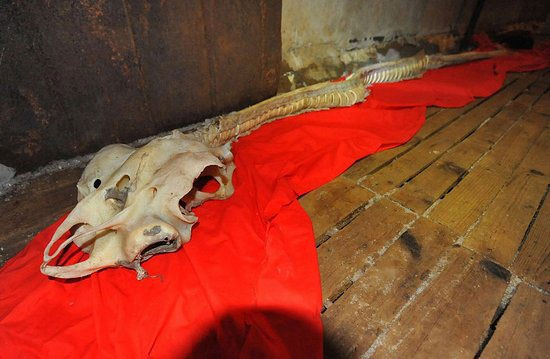 Picture 1 of Finding bones of dragons in China