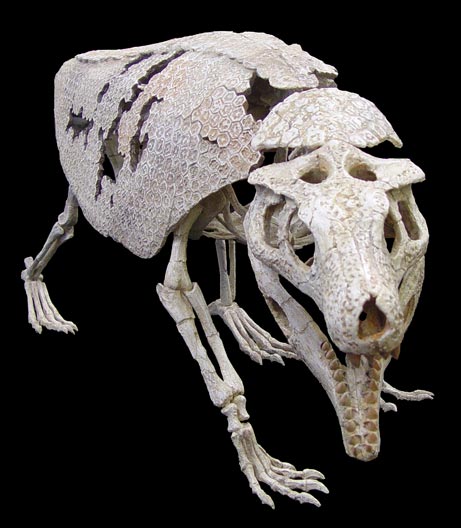 Picture 1 of Finding crocodile fossils shaped like tatu in Brazil