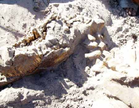 Picture 1 of Finding dinosaur-like skeletons in Binh Thuan