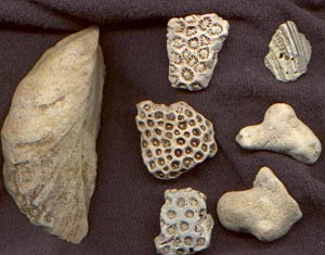 Picture 1 of Finding fossil corals in the bottom of Huong River