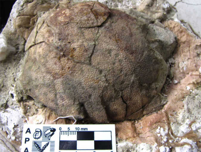 Picture 1 of Finding fossil dinosaur eggs in Argentina