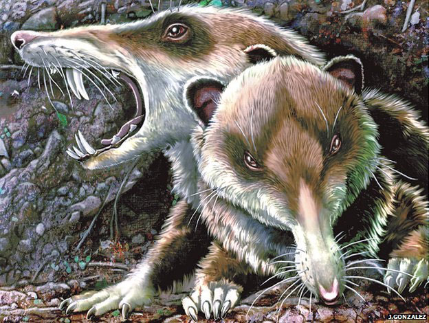 Picture 1 of Finding fossils of squirrels with ancient sword teeth