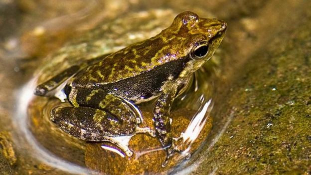 Picture 2 of Finding frog tadpoles