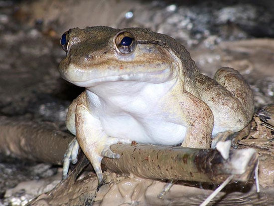 Picture 2 of Finding frogs with canines in Indonesia