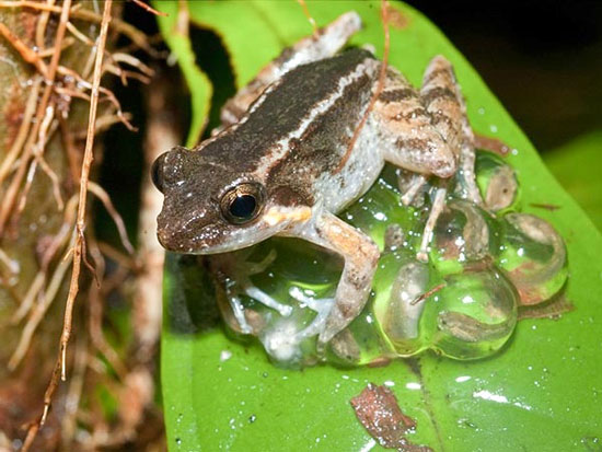 Picture 3 of Finding frogs with canines in Indonesia
