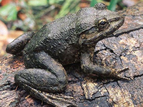 Picture 4 of Finding frogs with canines in Indonesia