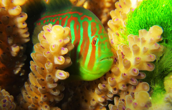 Picture 1 of Finding gobies helps corals resist toxic algae