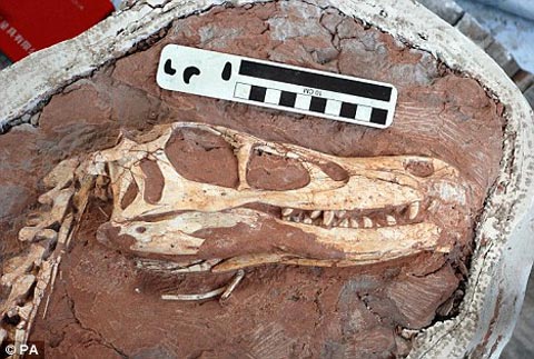 Picture 1 of Finding new 'relatives' of carnivorous dinosaurs
