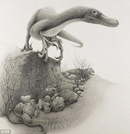Picture 2 of Finding new 'relatives' of carnivorous dinosaurs