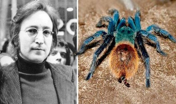 Picture 1 of Finding new spiders is named after John Lennon