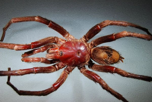 Picture 3 of Finding new spiders is named after John Lennon