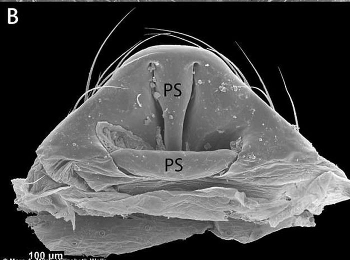 Picture 2 of Finding new spiders 'transparent'