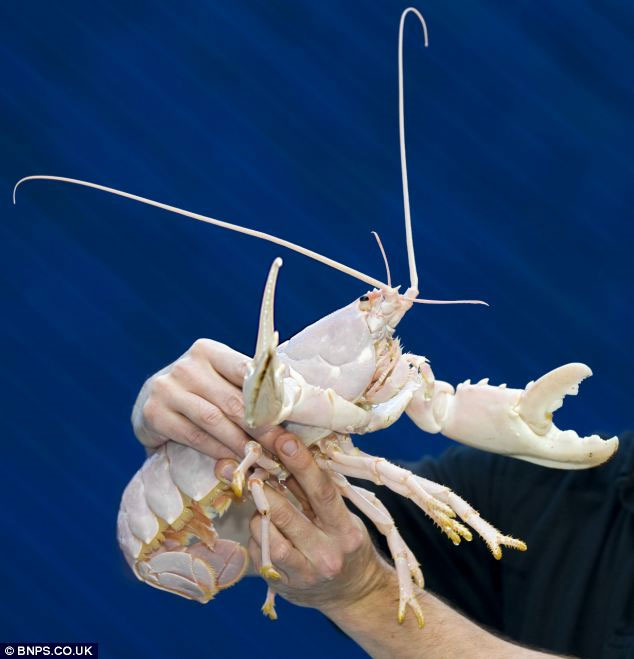 Picture 1 of Finding 'Noel lobster' shell is as white as snow