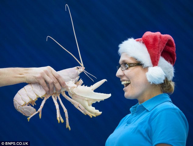 Picture 2 of Finding 'Noel lobster' shell is as white as snow