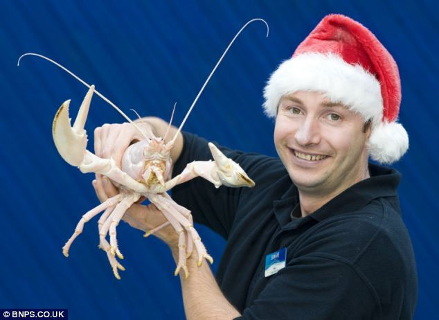 Picture 3 of Finding 'Noel lobster' shell is as white as snow
