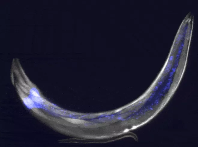 Picture 2 of Finding out the mechanism of death of the roundworm, we will take a step closer to immortality