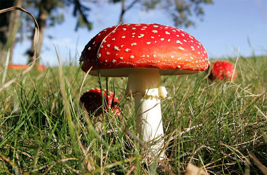 Picture 1 of Finding placebo treated for mushroom poisoning