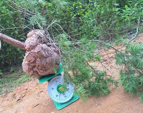 Picture 1 of Finding rare and precious mushrooms