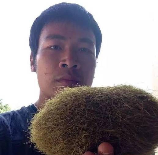 Picture 1 of Finding strange 'eggs' cost 21 billion in pig belly