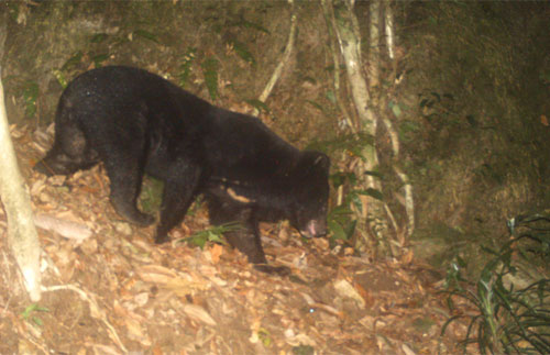 Picture 1 of Finding the bear bear in Quang Nam