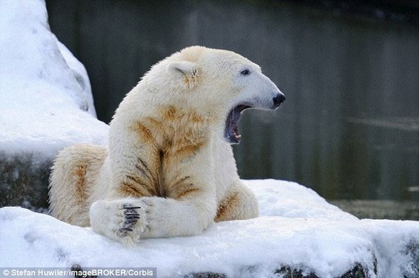 Picture 2 of Finding the polar bear's genitals is getting smaller and smaller