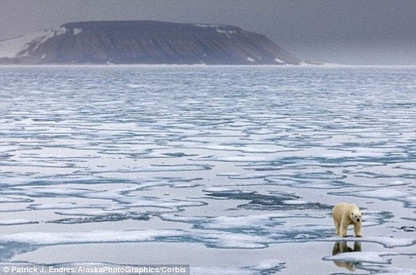 Picture 3 of Finding the polar bear's genitals is getting smaller and smaller