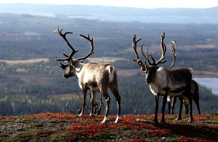 Picture 2 of Finland will become the first country without coal