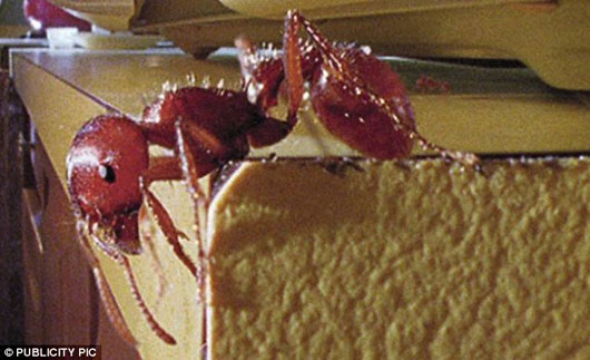 Picture 1 of Fire ants create rafts to escape flooding
