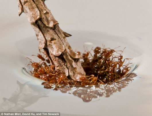 Picture 2 of Fire ants create rafts to escape flooding