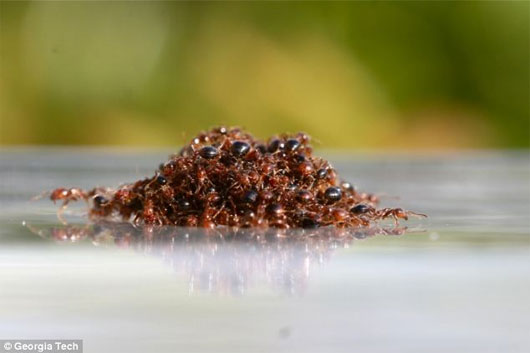 Picture 3 of Fire ants create rafts to escape flooding