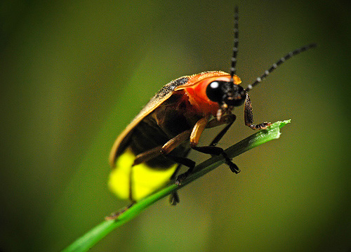 Picture 1 of Fireflies glow to do?