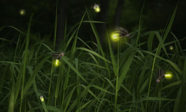 Picture 2 of Fireflies glow to do?
