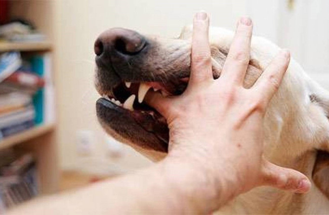 Picture 4 of First aid when bitten by a dog