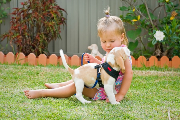 Picture 6 of First aid when bitten by a dog