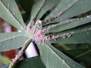 Picture 1 of First appeared cassava mealybug damage pink powder in Vietnam