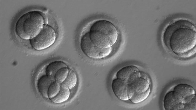 Picture 1 of First successful in testing gene editing technology