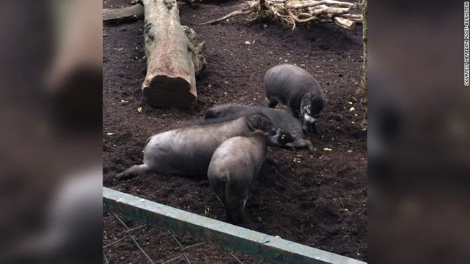 Picture 1 of First time discovered pigs using tools, strange intellectual ability