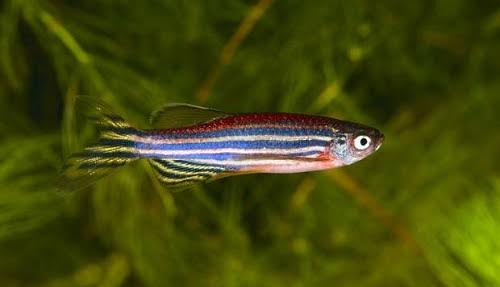 Picture 1 of Fish also increase blood pressure when drunk