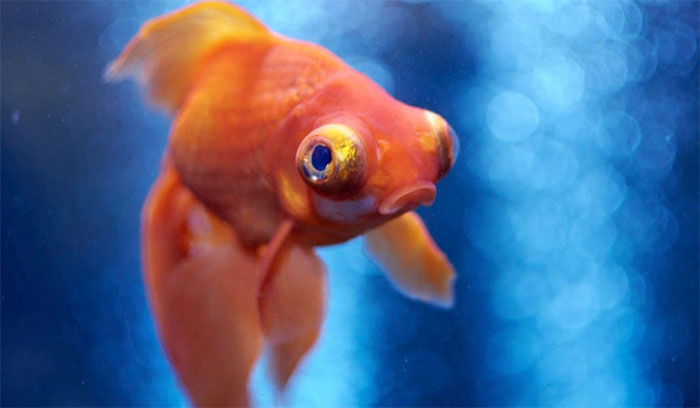 Picture 1 of Fish also know how to feel ... hurt like a human