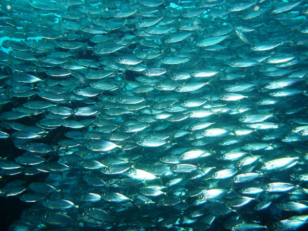 Picture 1 of Fish are invisibility