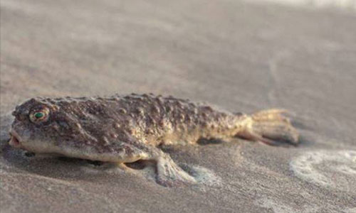 Picture 1 of Fish at a depth of nearly 400 meters drifted to the US coast