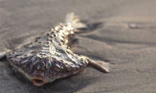 Picture 2 of Fish at a depth of nearly 400 meters drifted to the US coast