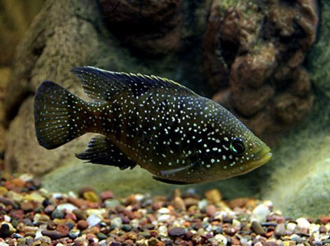 Picture 1 of Fish can be heard with bubbles