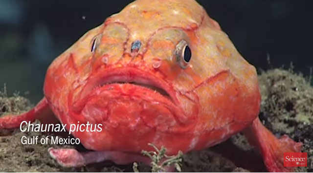 Picture 1 of Fish can not breathe for 4 minutes in the Pacific Ocean