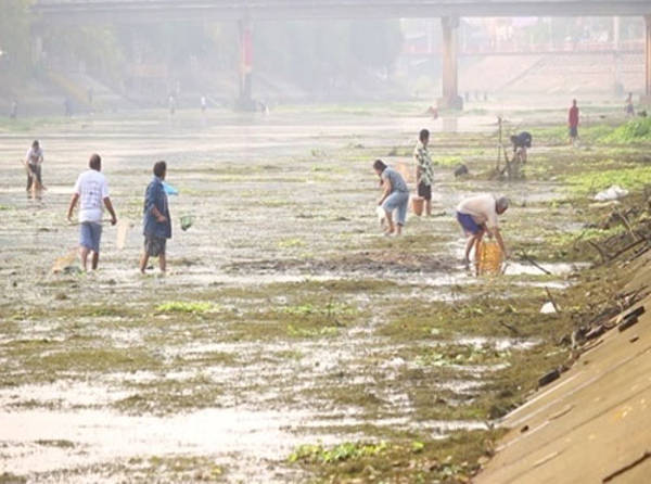 Picture 3 of Fish death phenomena die all over the world