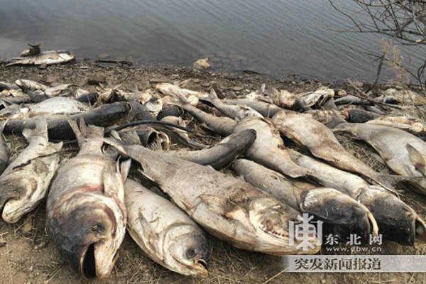Picture 4 of Fish death phenomena die all over the world