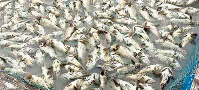 Fish death phenomena die all over the world