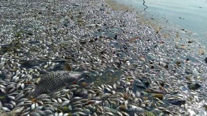 Fish death phenomena die all over the world